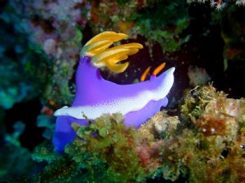Taken at Seragaki Outer Reef at 65' on Okinawa Japan.  Th... by Timothy B. Casey Ii 
